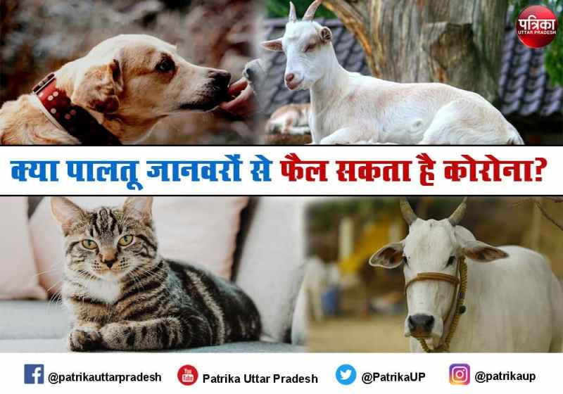 Coronavirus infection in Pets