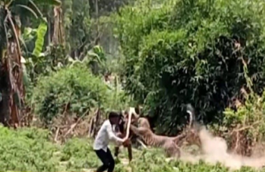 आदमखोर तेंदुए ने ग्रामीणों पर हमला कर फैलाई दहशत, तीन लोग घायल, Live वीडियो