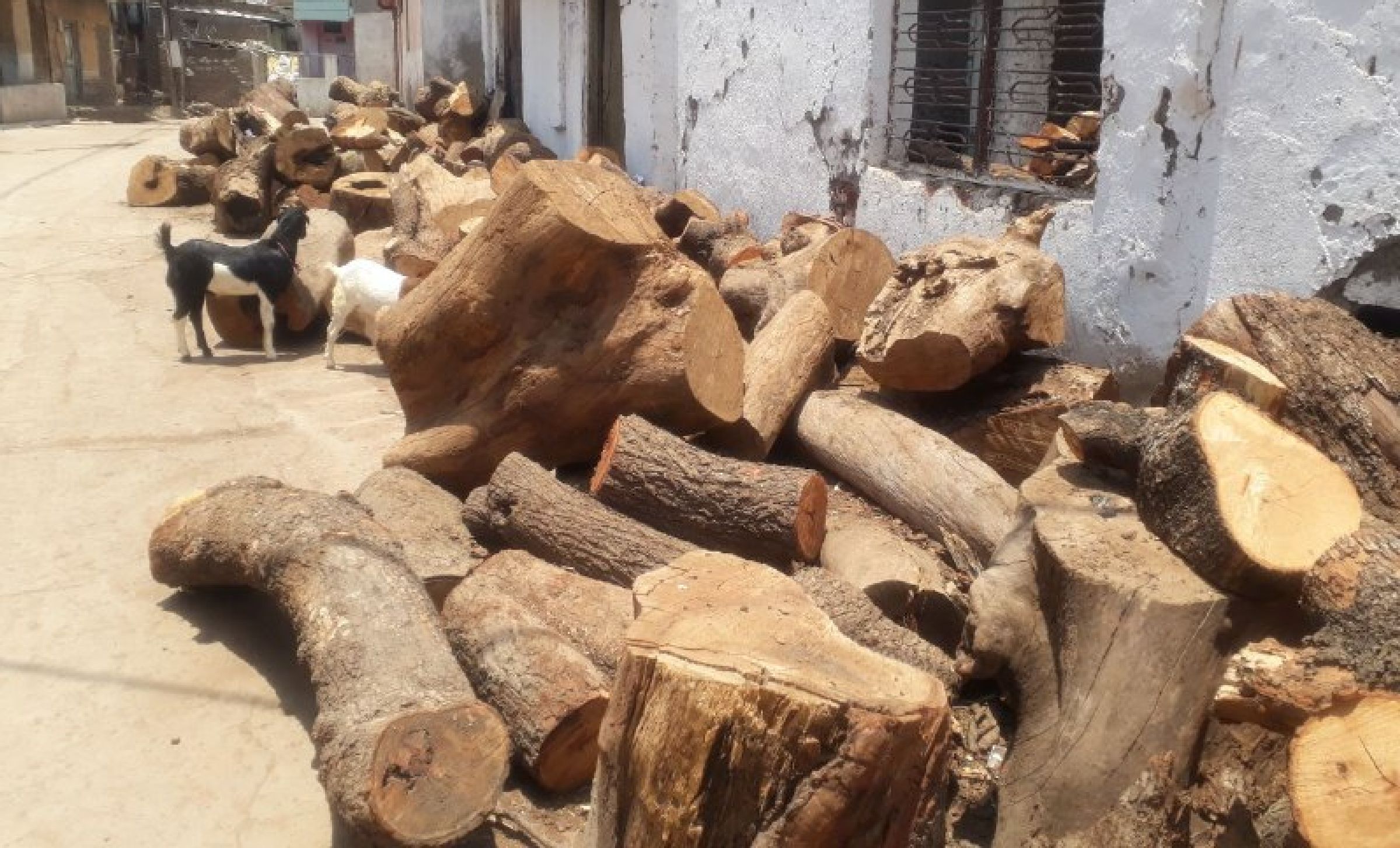  Suddenly increased consumption of funeral wood, 14 moets were recorded in the previous day