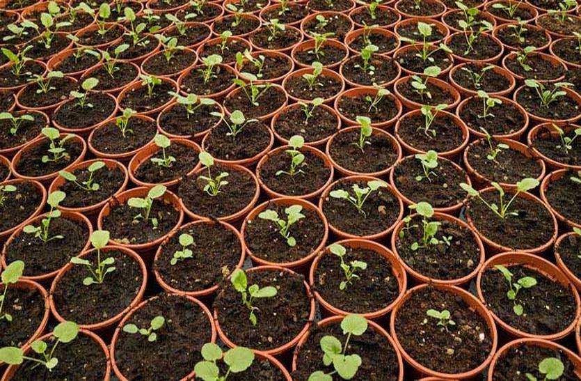 medicinal plants in ajmer