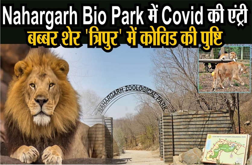 नाहरगढ़ बायो पार्क में कोविड की एंट्री , बब्बर शेर त्रिपुर में कोविड की पुष्टि