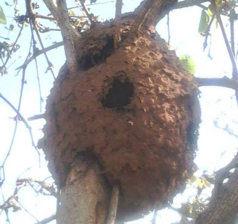 रहस्य है कठफोड़वा से क्रिमेटोगास्टर चींटी का सामंजस्य