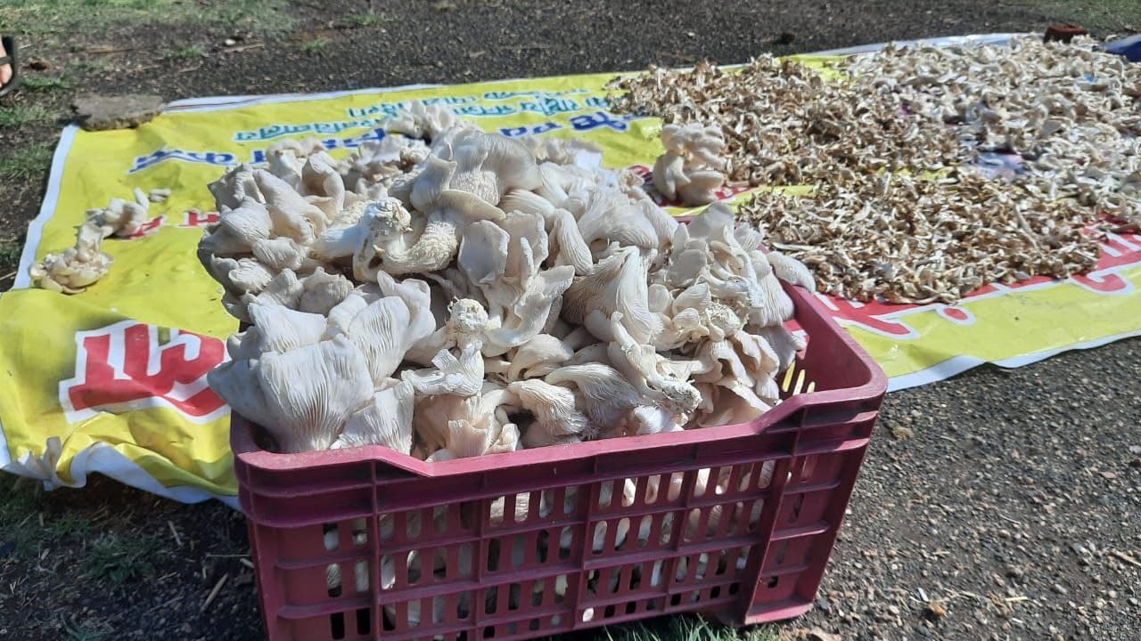 Providing training to farmers by producing mushrooms, university stude