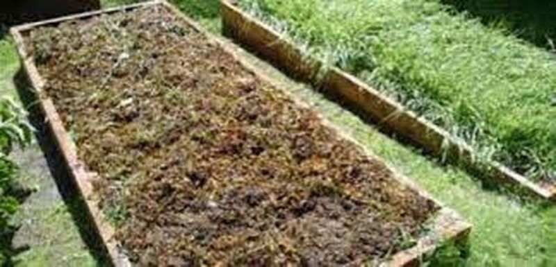 हरी खाद मृदा के लिए संजीवनी बूटी-डॉ.विनय कुमार