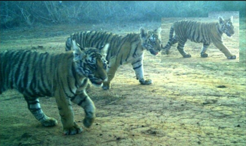 Five elephants landed in core zone in search of cubs