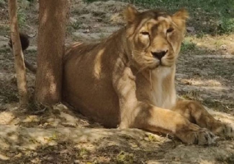 कोरोना संक्रमण से जूझ रही शेरनी जेनीफर और गौरी की ग्लूकोज और सूप चलती जिंदगी की सांसे