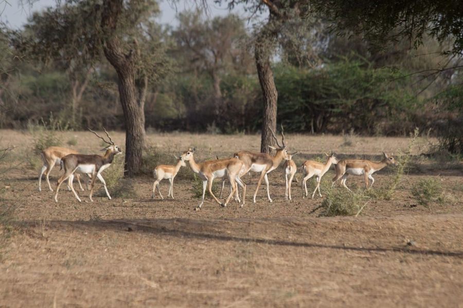 वन्यजीव गणना में कठोरता से कोविड प्रोटोकॉल अपनाने के निर्देश