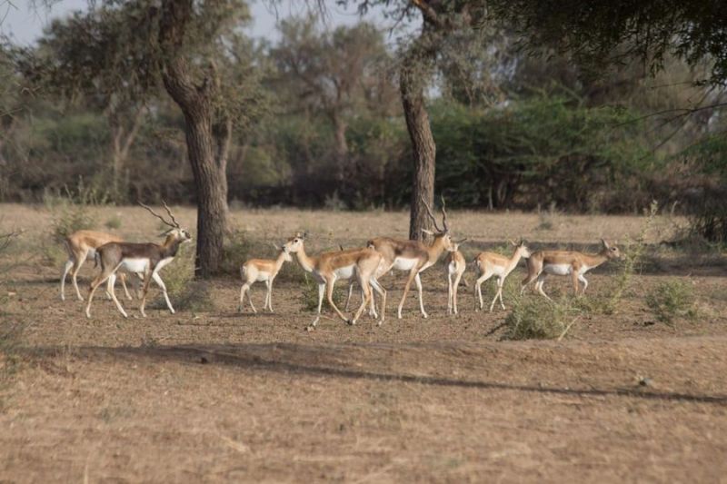 वन्यजीव गणना में कठोरता से कोविड प्रोटोकॉल अपनाने के निर्देश