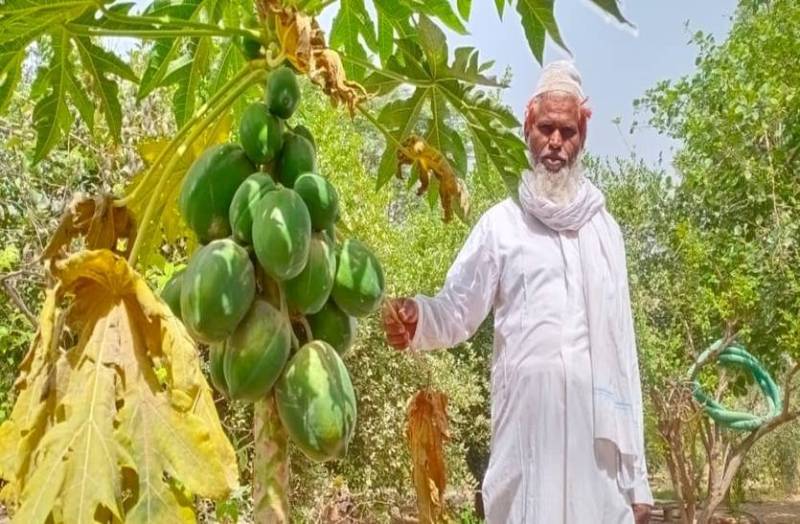 तपते थार में लहलहा रही फलों की बगिया