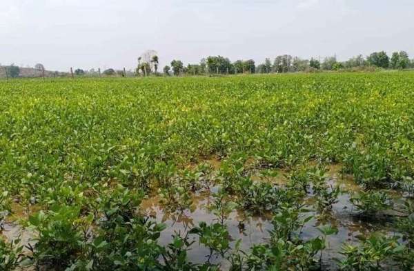 heavy rain due to tauktae cyclone