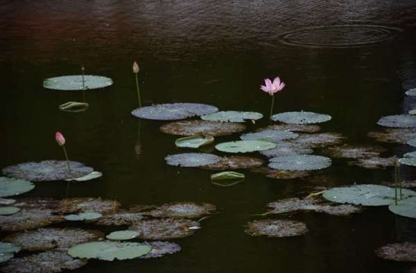 heavy rain due to tauktae cyclone