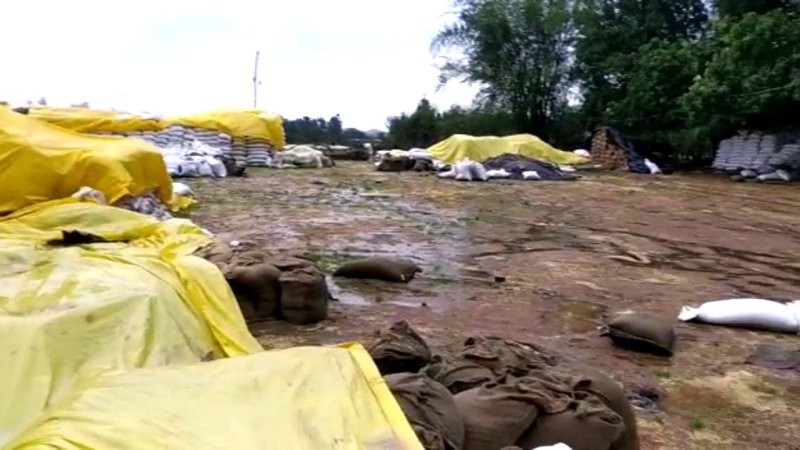 ताऊते का असर- जिले के कई क्षेत्रों में झमाझम बारिश, खरीदी केंद्रों में खुले में रखा हजारों क्विंटल गेहूं भीगा