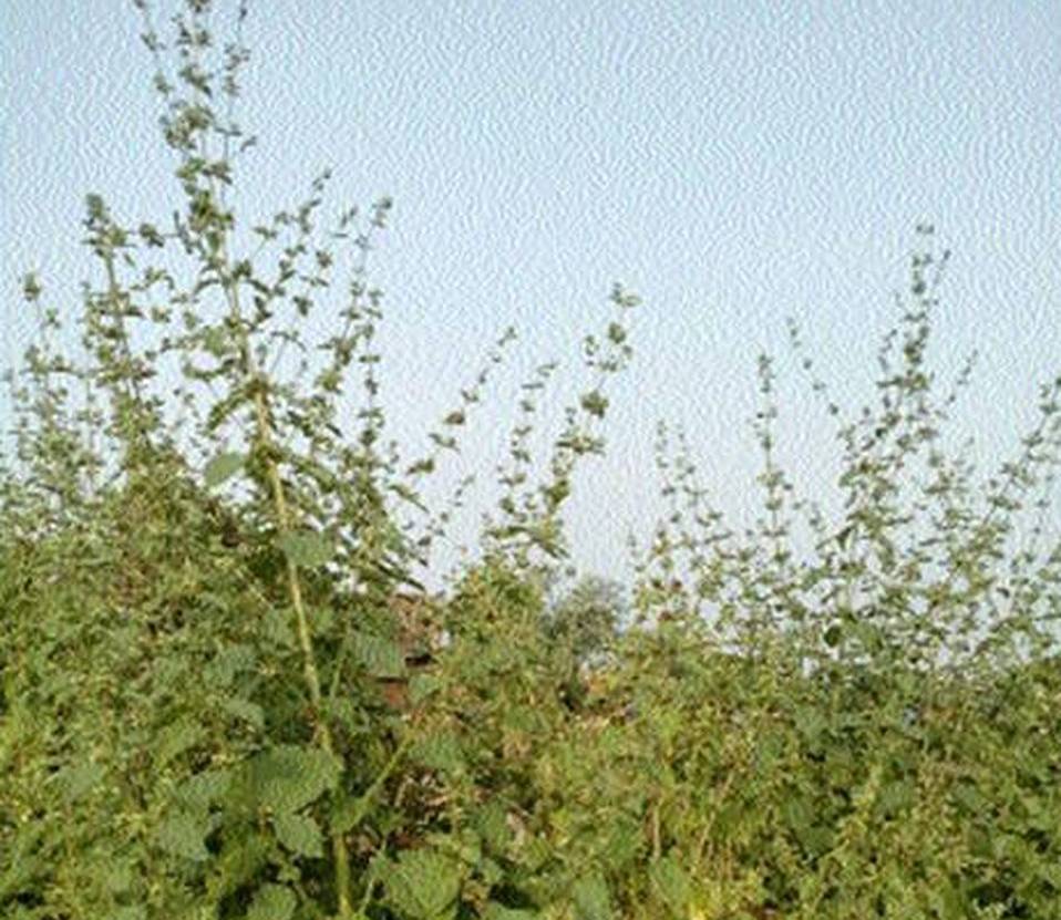कांठल में घास को लील रही खरपतवार
