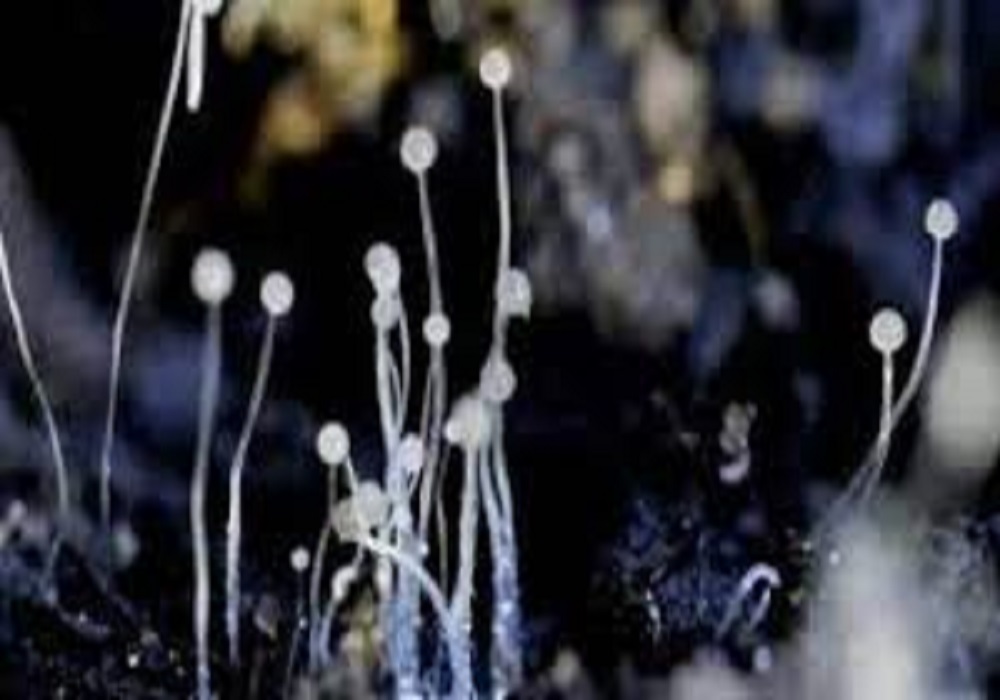 Black Fungus: पान मसाला से कोरोना विजेता करें परहेज, मुंह से आसानी से प्रवेश करता ब्लैक फंगस और फिर दिमाग