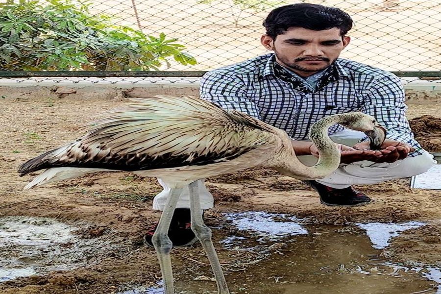 कोरोनाकाल में घायल वन्यजीवों का 'मसीहा बना महेन्द्र