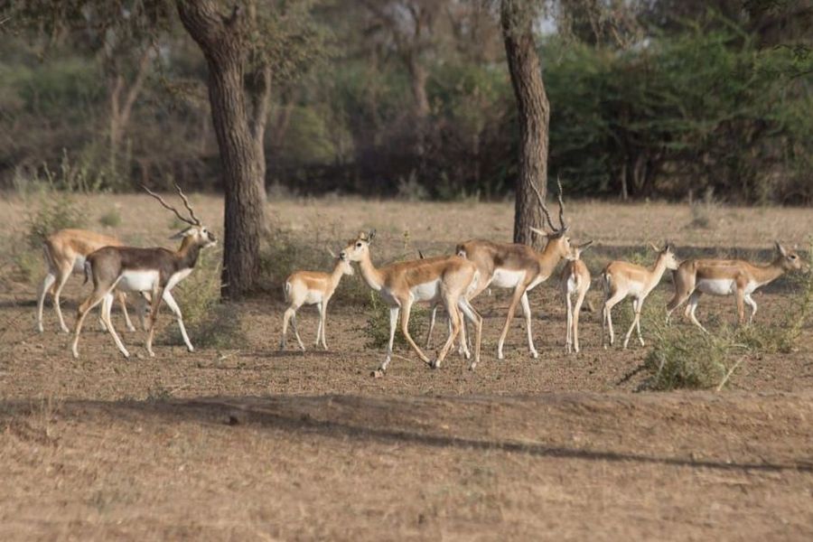'तौकते के कारण हुई बारिश से फिर सकता है वन्यजीव गणना कार्यक्रम पर पानी