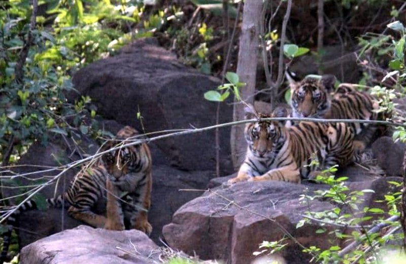 Panna Tiger Reserve