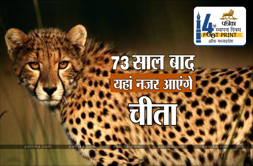 cheetah_new_with_logo1.png