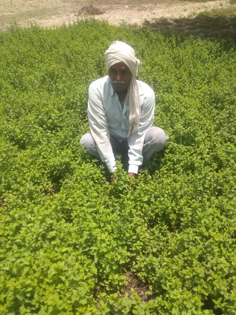 पुदीना ने बदल दी ज़िन्दगी,भर दी जीवन में खुशहाली