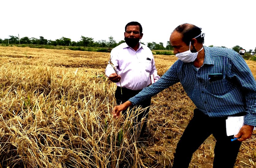 अंग्रेजी में किसानों से करार करके बीज कंपनी ने दिया बड़ा धोखा, 12 सौ एकड़ में नर-नारी धान की फसल चौपट, कृषि वैज्ञानिकों की जांच में खुलासा