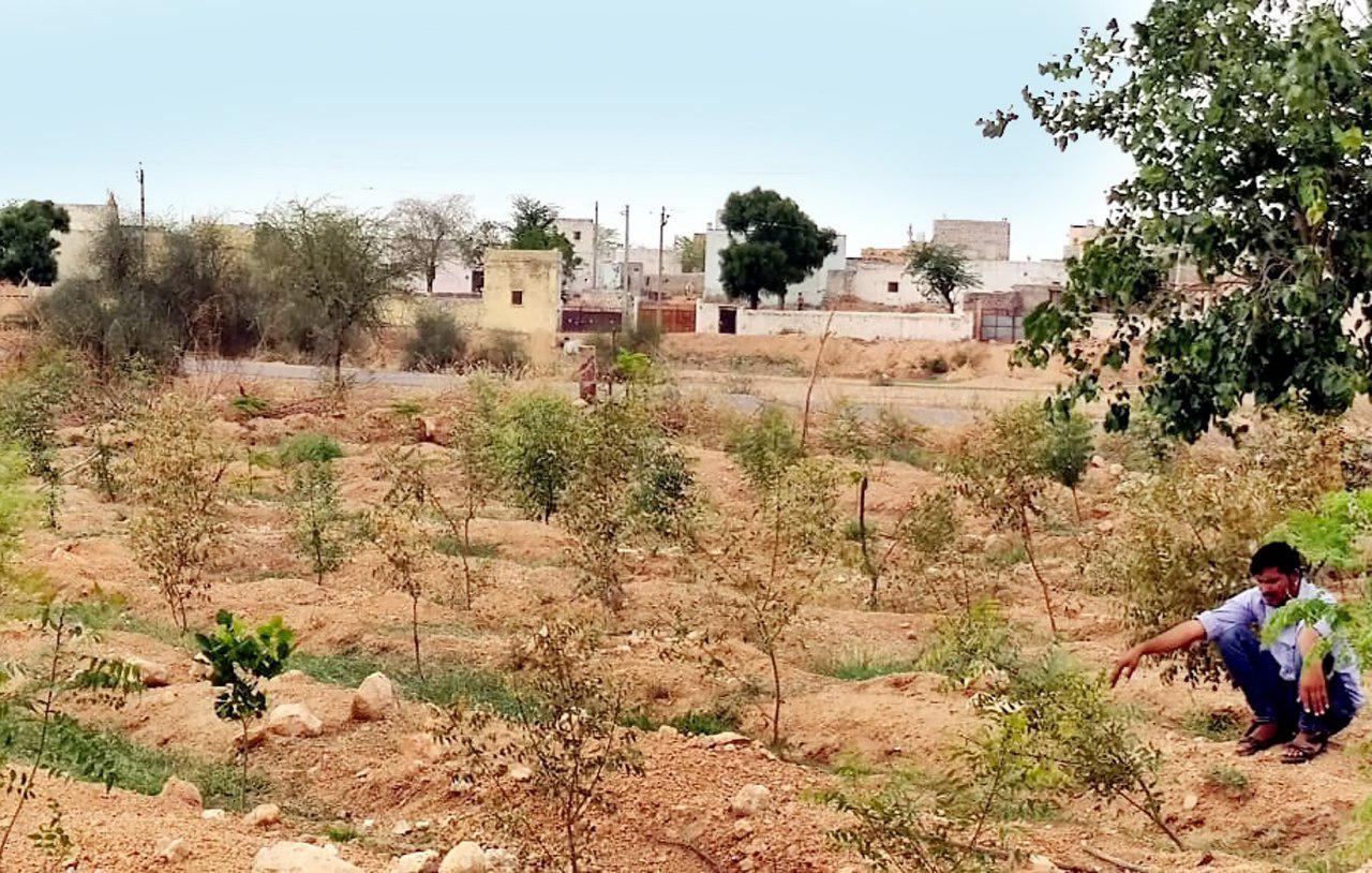 दो साल मेहनत कर पनपाए सौ पौधे, शरारती तत्वों ने डाल दी जहरीली दवा