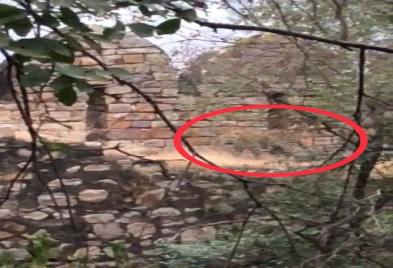 दौसा: नीलकंठ पहाड़ी पर घूमता दिखा पैंथर, लोगों में भय