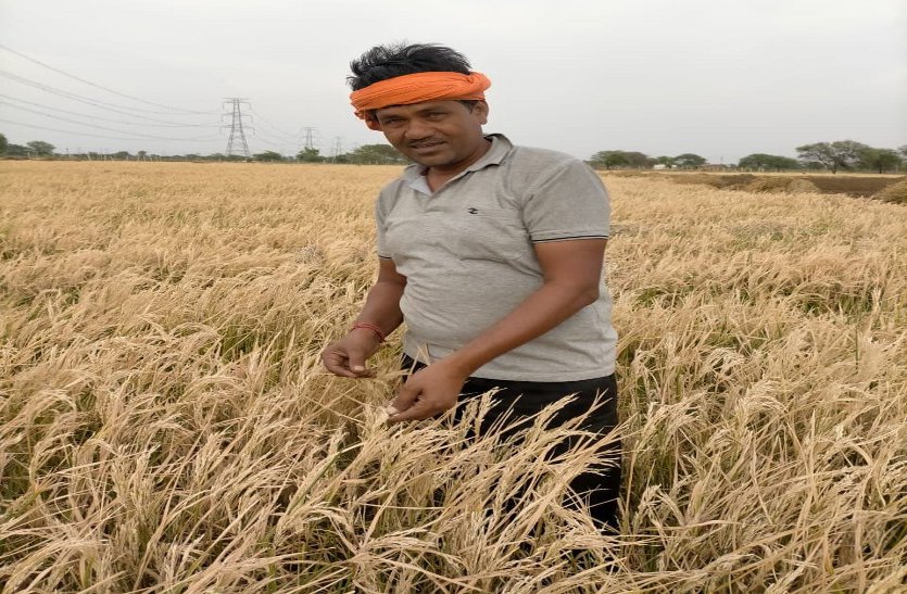 बीज कंपनी के मायाजाल में फंसे किसान, कर्ज लेकर खेती की, बर्बाद फसल से परिवार की उम्मीदों पर फिर गया पानी