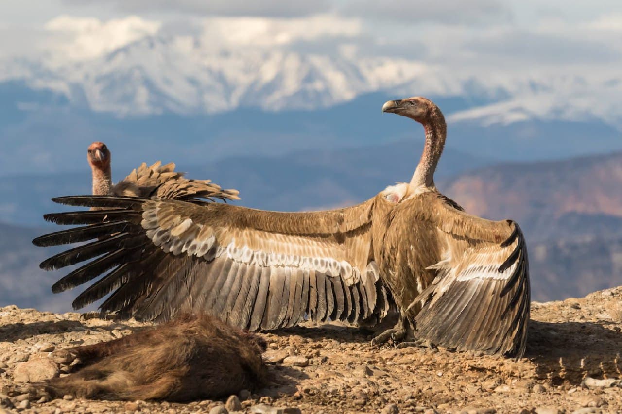 Griffon vulture can spread wings upto 9 feet, seen Sahyadri mountain