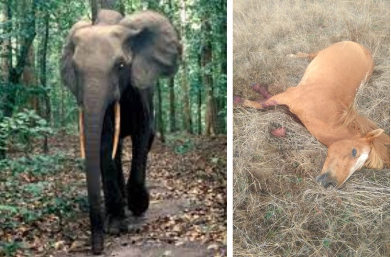 Elephant killed horse in Mainpat
