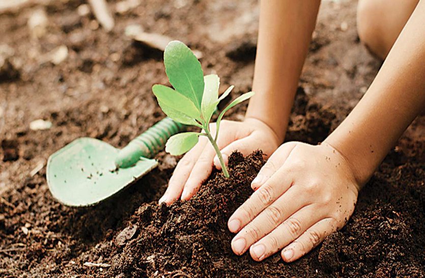 वनविहीन जिले में 5 साल में रोपे 29 लाख पौधे फिर भी नहीं आई हरियाली, सबक लेने की बजाय फिर ढर्रे पर पौधरोपण की तैयारी