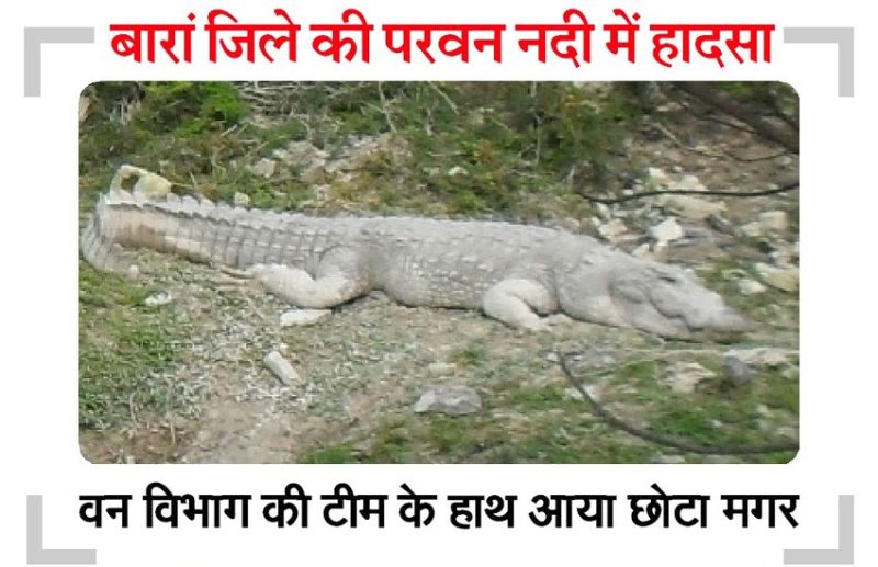 मगरमच्छ ने ली नहाते हुए बालक की जान