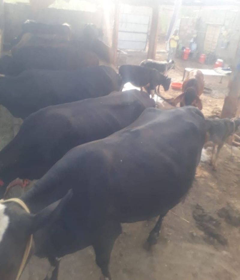 थार में फिर बढऩे लगा गोवंश, भैंस-बकरियां हुई ज्यादा