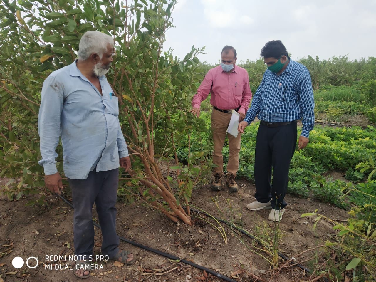Gujarat: उखड़े पेड़ों को फिर से खड़ा करने की गुजरात ने की पहल, 250 कृषि वैज्ञानिक घूमे 1200 गांव, 11 हजार किसानों को मार्गदर्शन