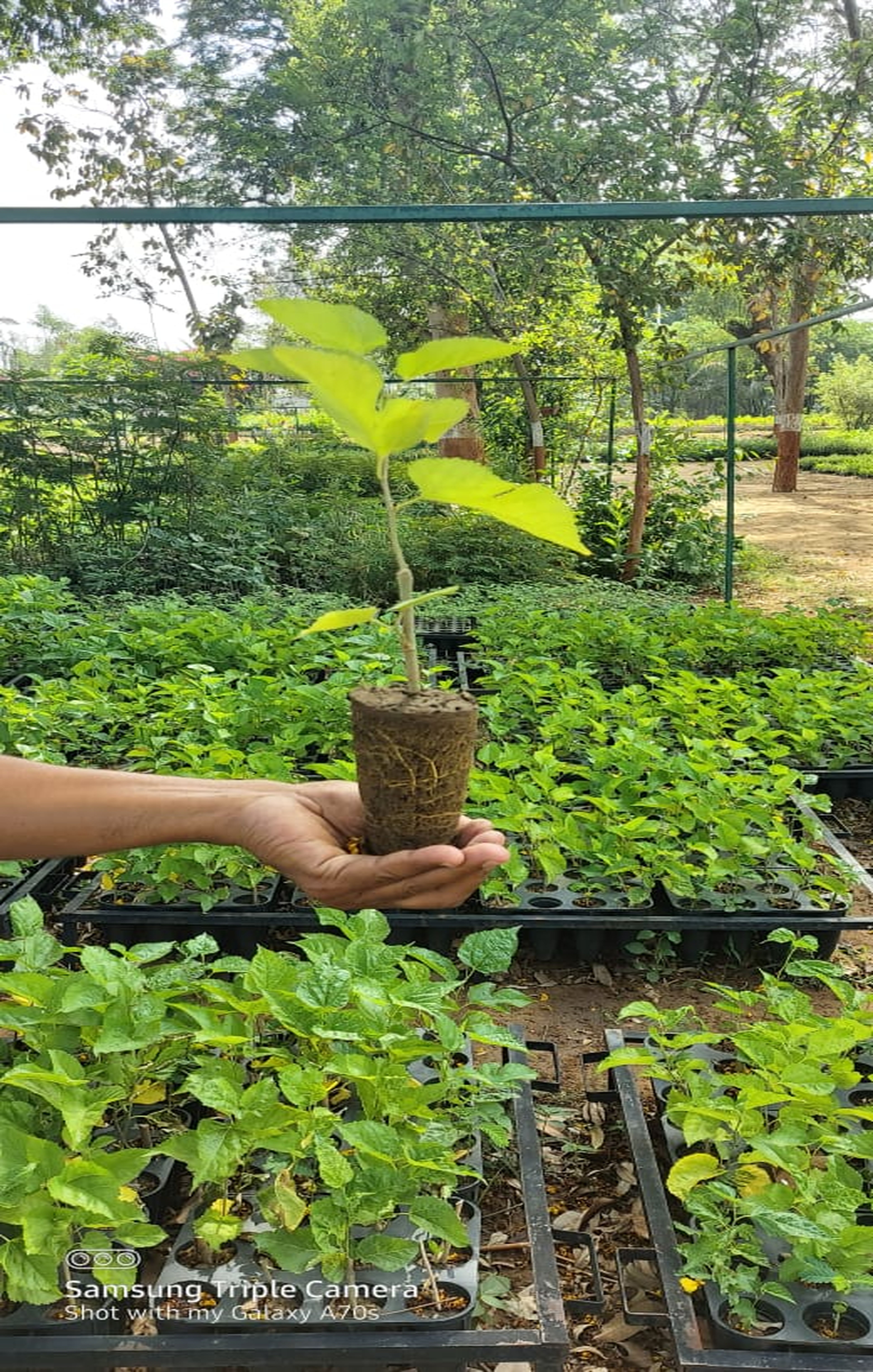 तुलसी वन बनाने के लिए 1 लाख पौधों का नि:शुल्क वितरण आज से