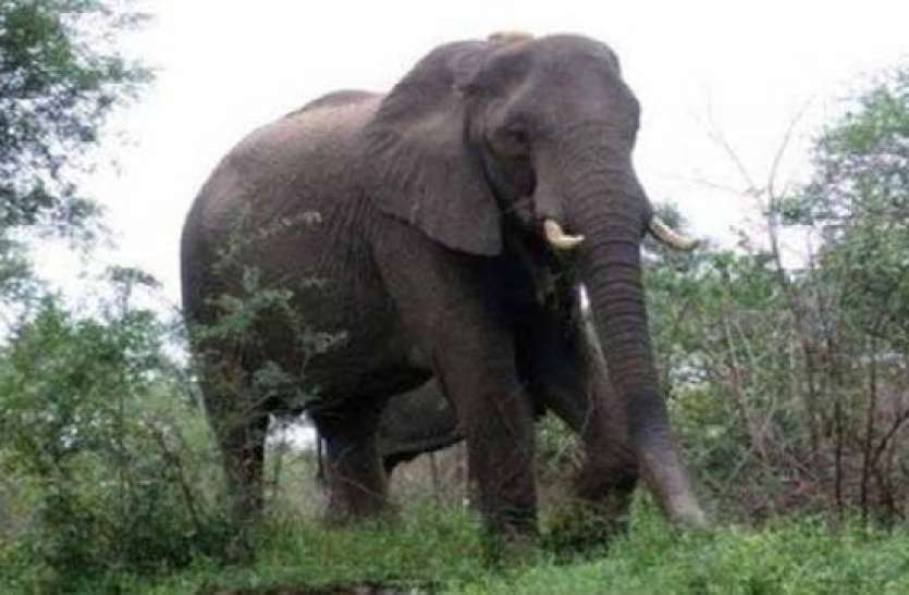 28 elephants tested for Covid at Mudumalai camp in Tamilnadu