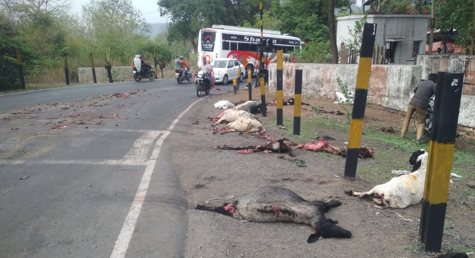 High speed truck crushed 20 sheep on the highway