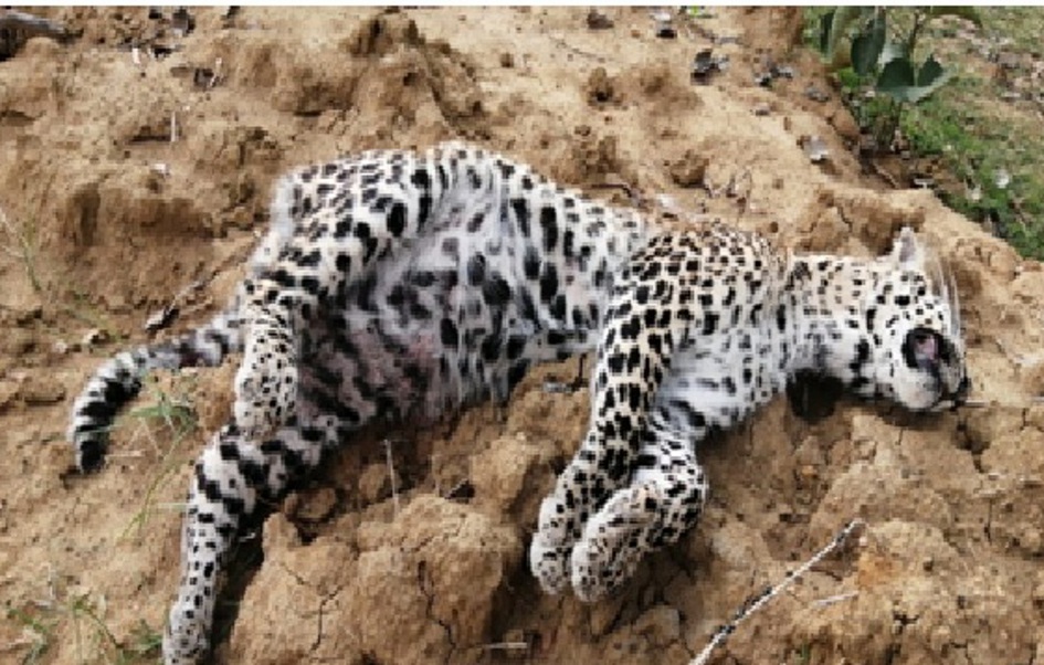 Which vehicle collided with the leopard that died?