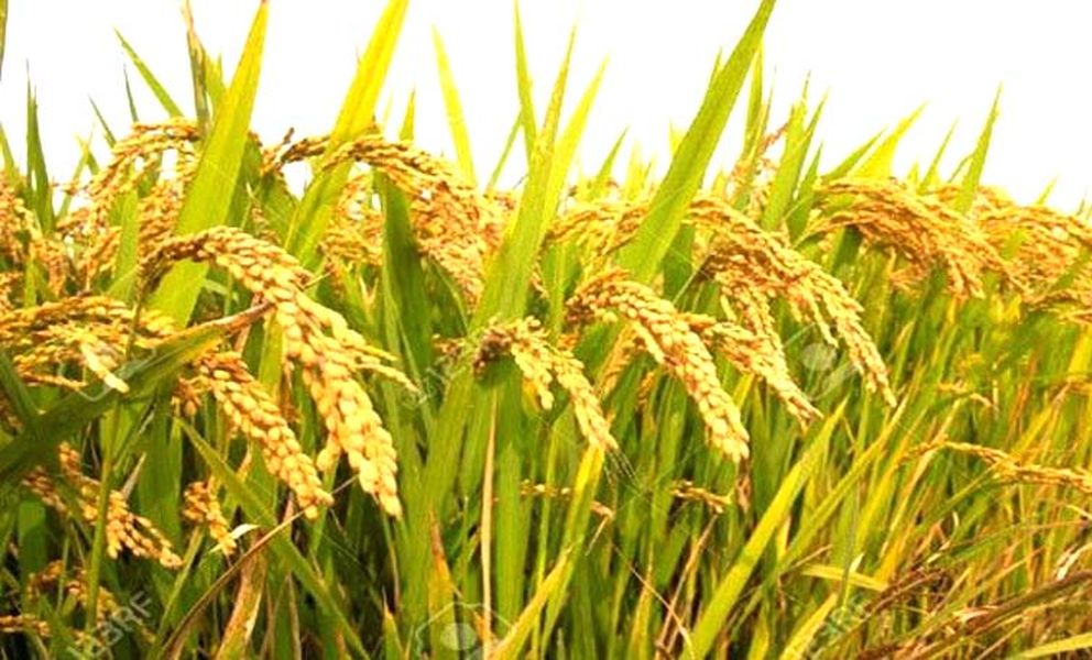 हनुमानगढ़: कृषि निर्यात प्रोत्साहन योजना के प्रति किसान व व्यापारी दिखा रहे उत्साह, क्रियान्वयन को लेकर कल होगी बैठक