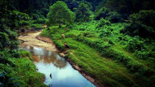 Assam gets seventh National park dehing patkai