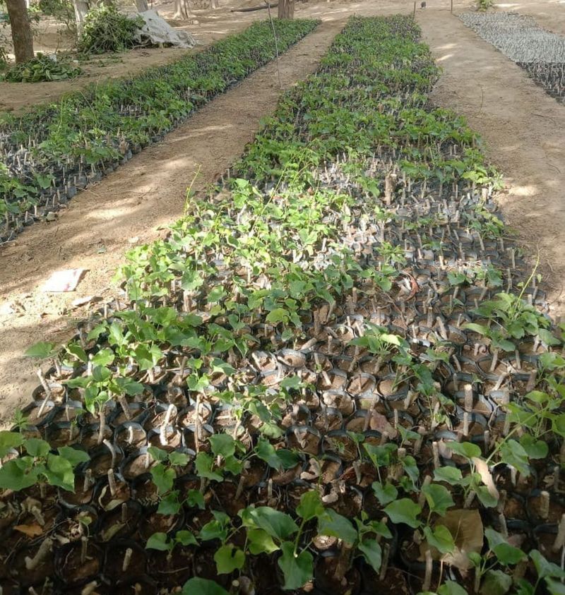 बीस लाख पौधों की चुनड़ी से सजेगी थार की धरा