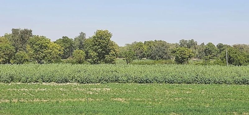 पालियाली में बाजरे की संकर किस्म का प्रक्षेत्र दिवस आयोजित