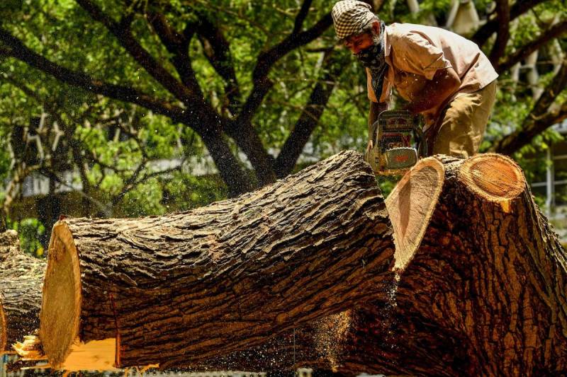 heritage tree in Maharshtra