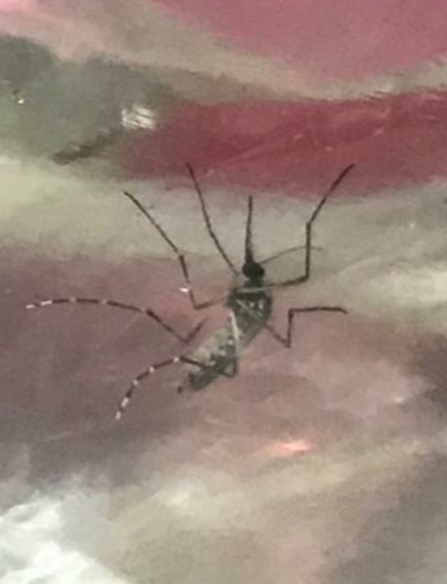 Breaking news भिलाई टाउनशिप से एकत्र किए गए नमूने से एडीस मच्छर की पुष्टि