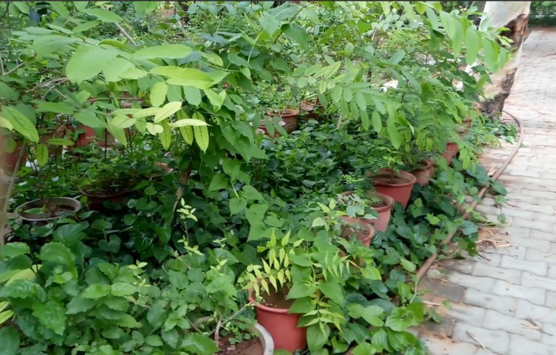 अब स्कूलों में बनाए जाएंगे 'बा-बापू वन'और 'गांधी वाटिका'