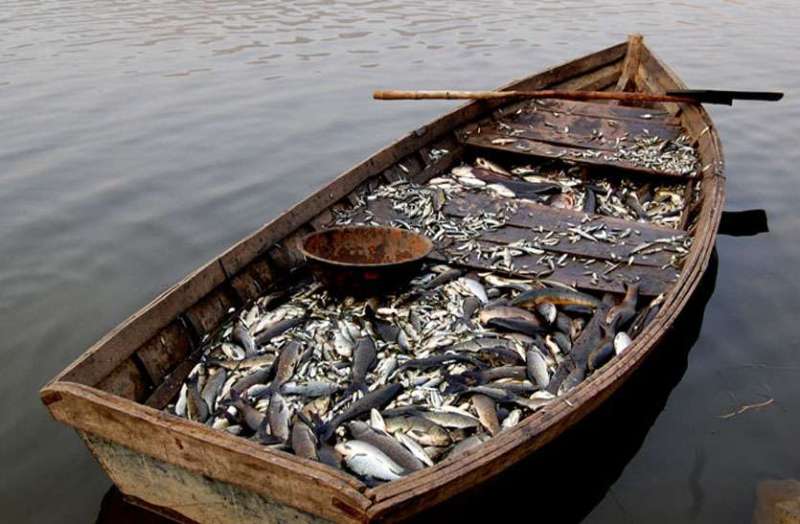 बीसलपुर बांध से रोजाना लाखों की मछलियां हो रही चोरी