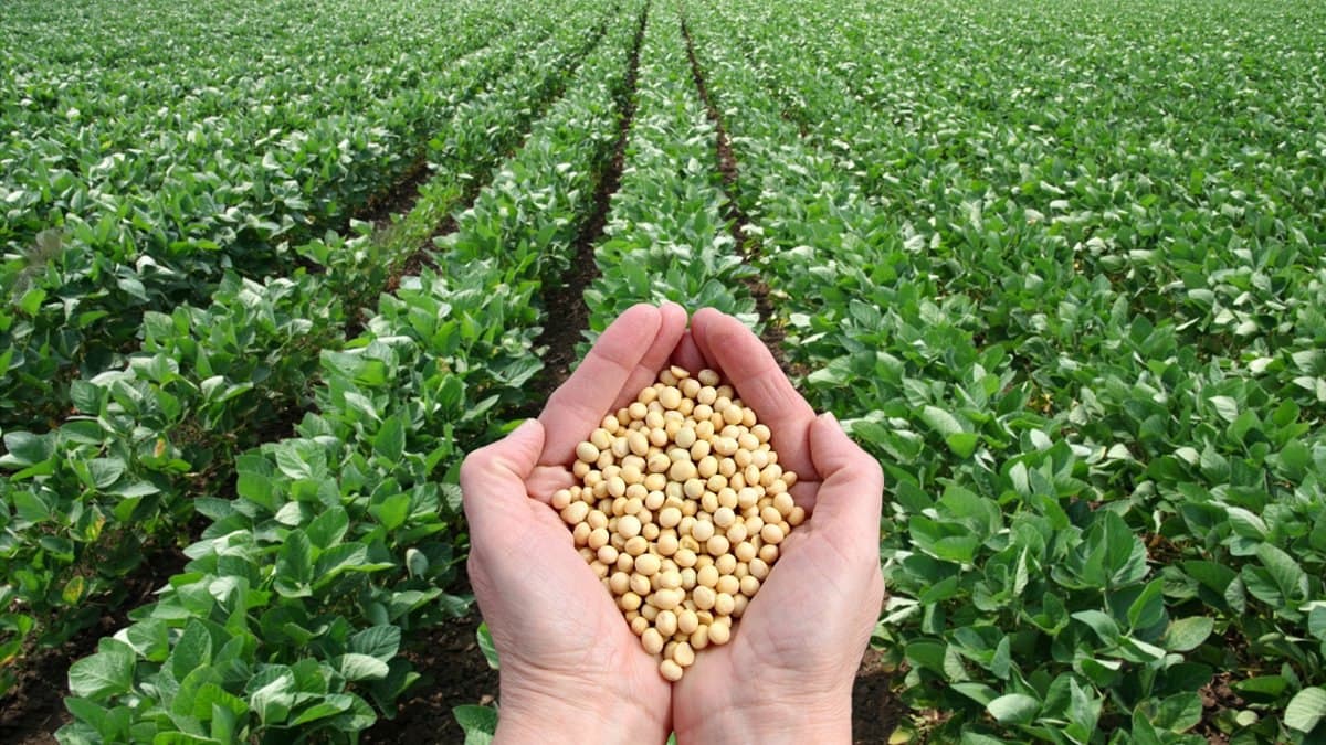 soybean_seed.jpg