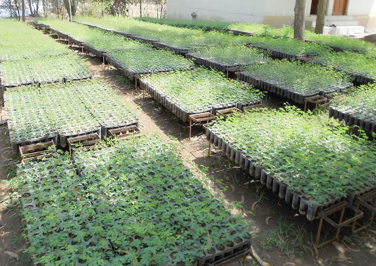 दानह : 300 हैक्टेयर में पौधरोपण का लक्ष्य