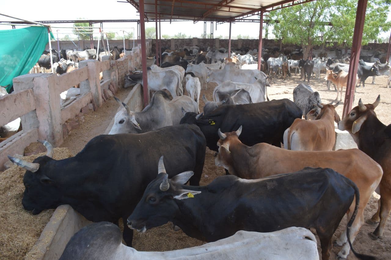 After a long wait, Nandisala opened in Nagaur, hope to get relief from bulls