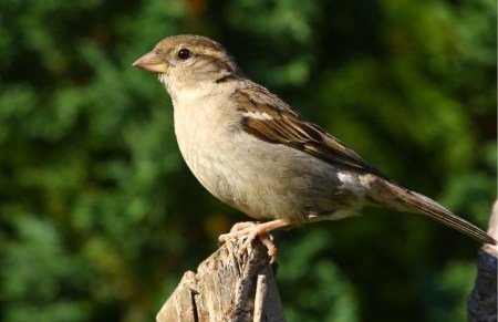 sparrow.jpg