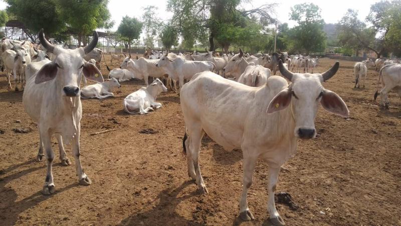 अनुदान का वितरण, 59 गोशालाओं को मिली राहत, 5 को इंतजार